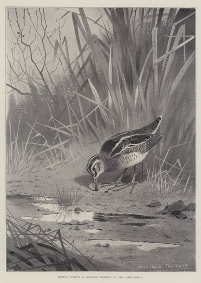 Sporting Subjects, Snipe boring by Archibald Thorburn